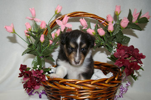 Josie Cosette