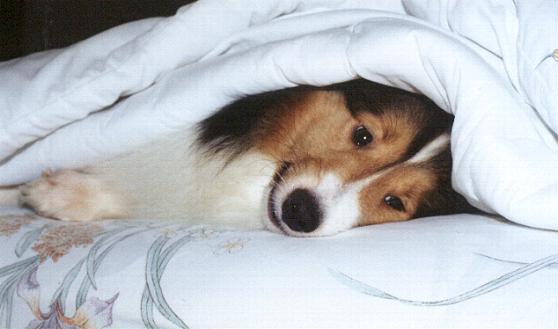 ph4sleepy.JPG (24234 bytes)