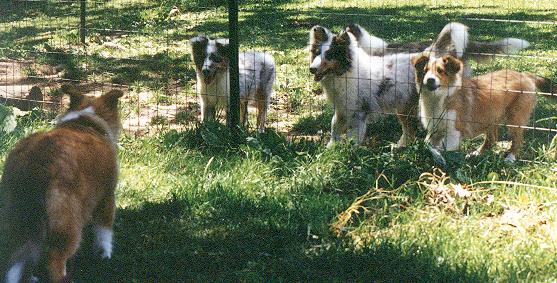 ph5weswynpuppies.JPG (58640 bytes)