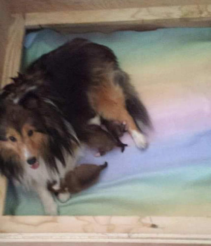 Wendy/Rocco pups