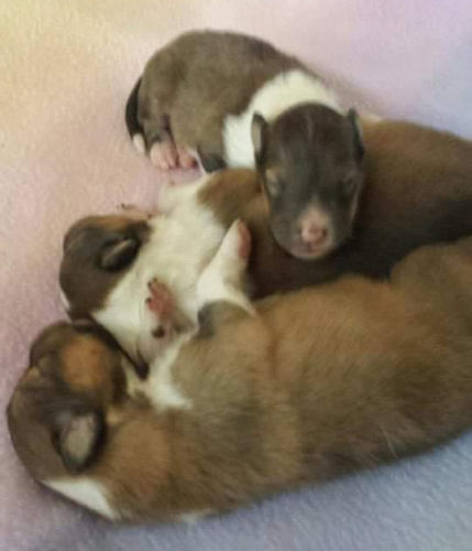 Wendy/Rocco pups