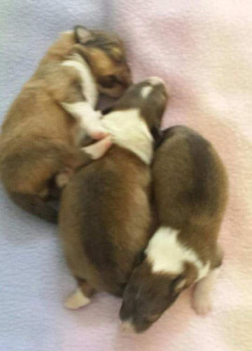 Wendy/Rocco pups