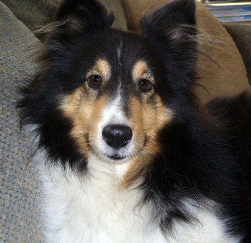 jodimatch.JPG (38408 bytes)